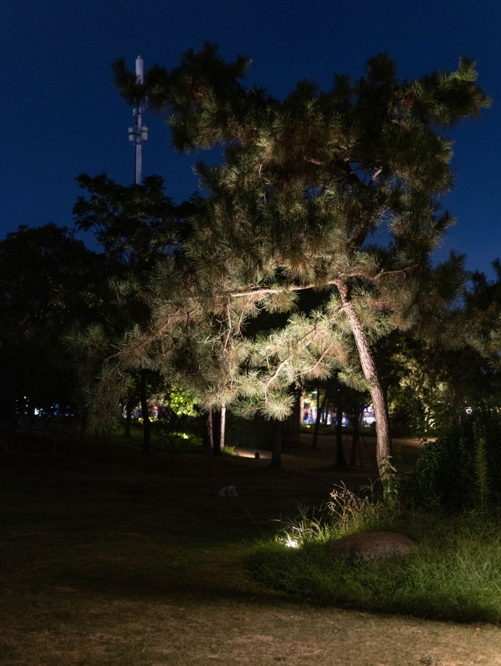 A tree illuminated at night