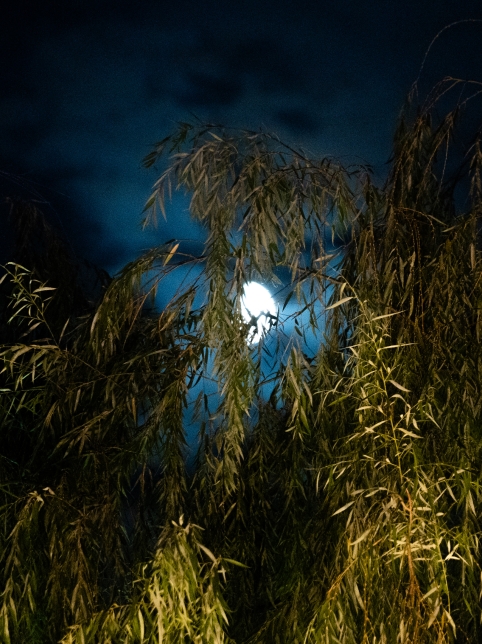 Moonlight shining through willow branches